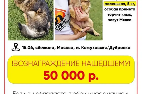 Пропала собака Мялка, вознаграждение 50 000 руб, ул. Угрешская 2 стр 91, Москва