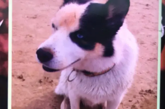 Пропала собака Лайка на Набережной, Тюмень