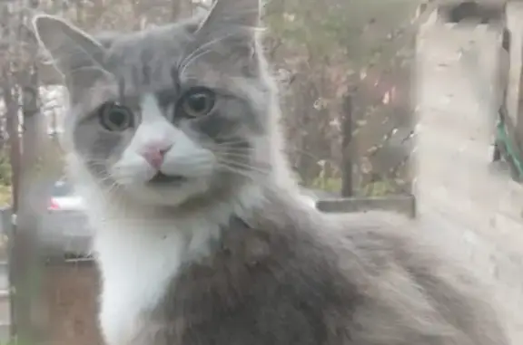 Пропала кошка на Дубовой роще, ул. 23, Горно-Алтайск