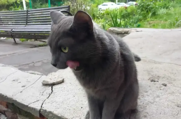 Найдена кошка на Комсомольской, Щёлково