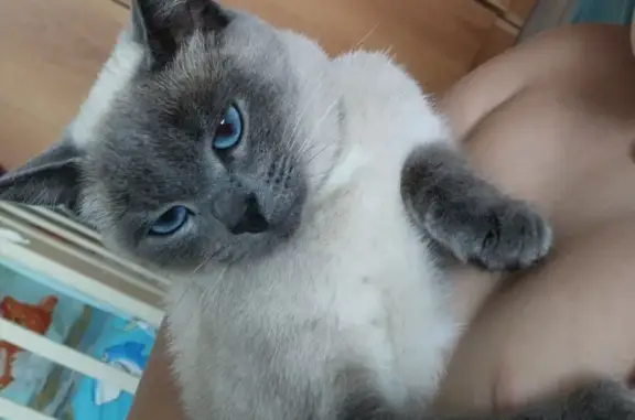Пропала Тайская кошка в Белгородской области