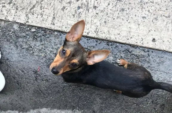 Собака найдена на ул. Куйбышева, 71 в Челябинске.