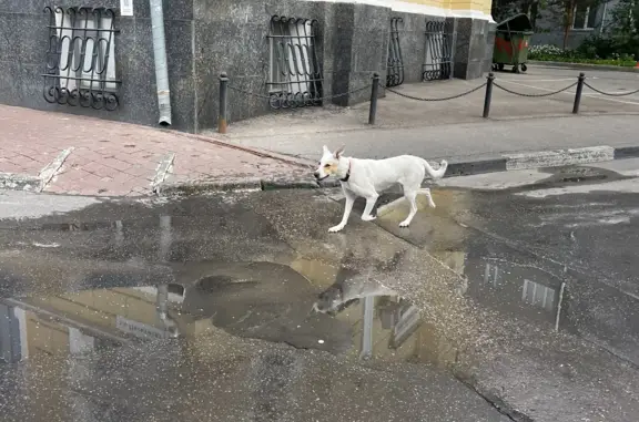 Потерянный пёс возле дома 1 на улице Пискунова