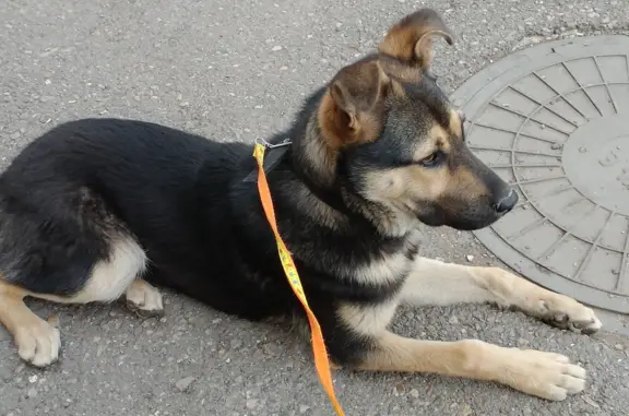 Собака Кобель найдена на улице Чапаева, 10.