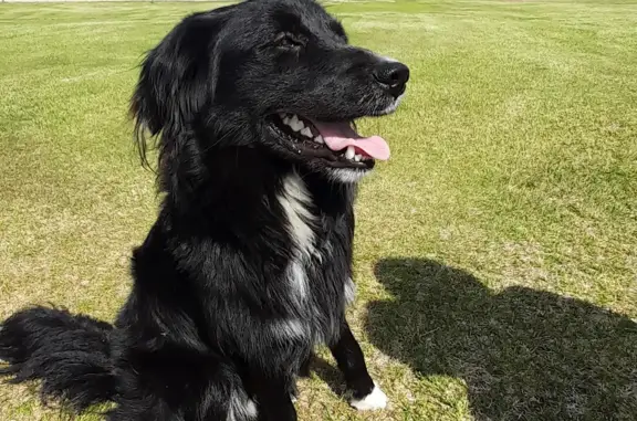 Найдена собака в Вокнаволоке, Республика Карелия