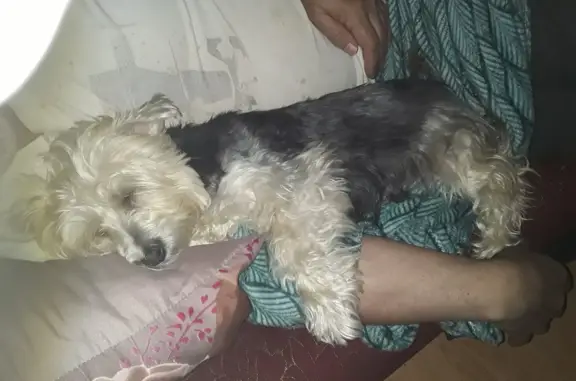 Пропала собака Кукла на Дубовой улице