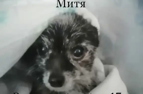 Собаки потеряшки, Новокузнецк, фото: Потеряшка собака Митя на ул. Климасенко, 11/2 в Новокузнецке