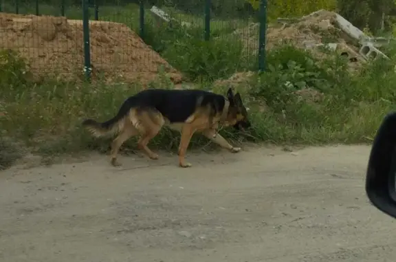 Собака бродит по Поселку КФУ, адрес: ул. Михаила Зевахина, 15, Казань