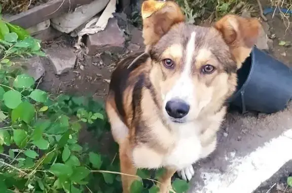 Найдена собака на ул. Кирова, 20а в Калуге.