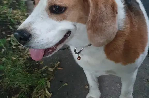 Пропала собака Бигль на Торговой площади, Суздаль