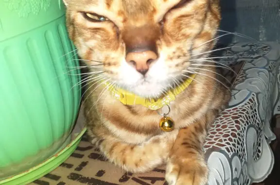 Потерянные животные Смоленск, фото: Пропала бенгальская кошка на Аллее городов-героев, Смоленск