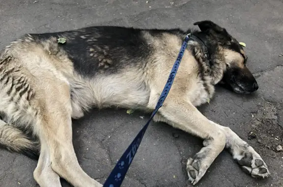 Найдена собака возле метро 
