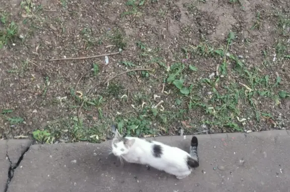 Найдена кошка на ул. Пестеля, 8В, Москва