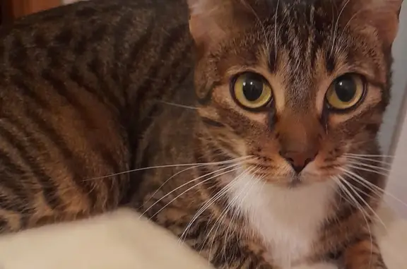 Кошки потеряшки, Санкт-Петербург, фото: Потеряшка кошка Котик, ул. Козлова 19, СПб.