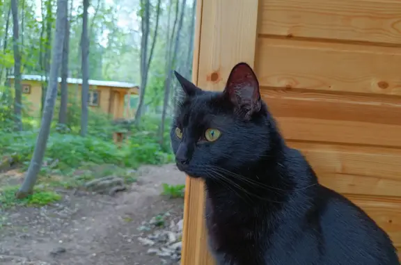 Пропал черный кот в Прибылово, Ленобласть
