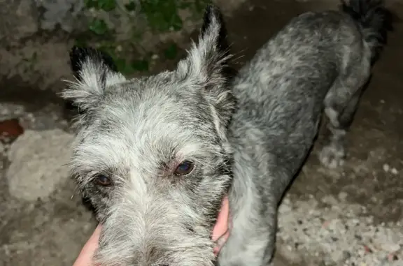 Найдена собака Цвергшнауцер на 8 Марта, Оренбург