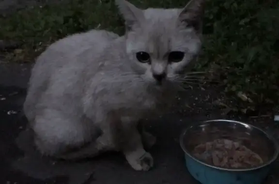 Найдена кошка на улице Полбина, 54, Москва.