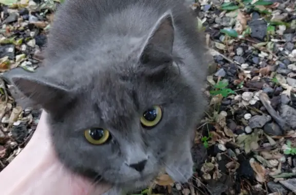 Найдена пушистая кошка на улице Ленина