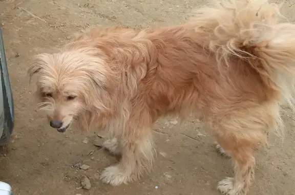 Собака с проблемной лапкой найдена на Большом Уссурийском протоке в Хабаровском крае