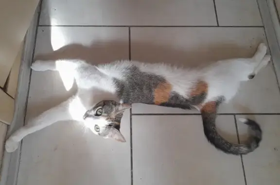 Потерянные животные Санкт-Петербург, фото: Пропала трехцветная кошка на Северном проспекте, СПб