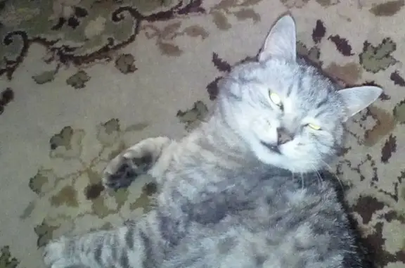 Кошки потеряшки, Ижевск, фото: Потеряшка кошка Мальчик на ул. Дзержинского 28, Ижевск