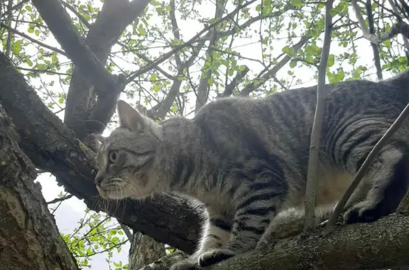 Пропал кот Кокос на улице Радина, Яранск