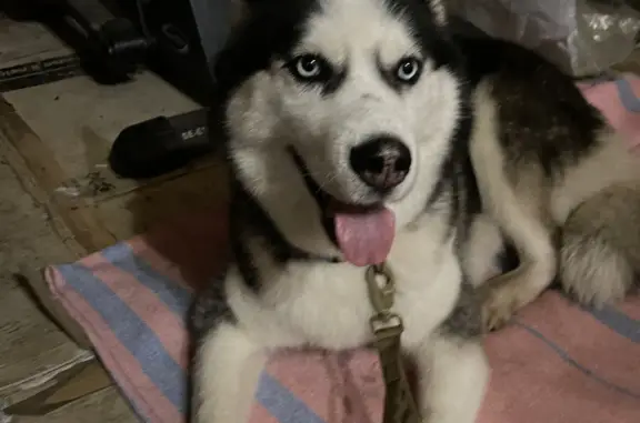 Найдена собака, Московская область, фото: Собака Хаски найдена в Московской области.