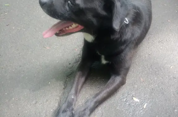 Собака найдена на ул. 1-й Конной Армии, 4Е