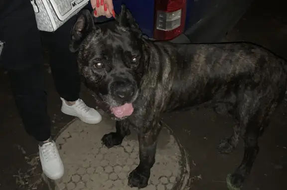 Найдена собака Кане Корсо в Москве без чипа, но с клеймом