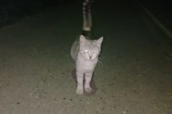 Кошка на улице 12 Марта в Майкопе - беременная и кричит