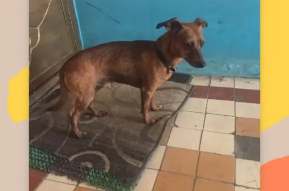 Найдена собака на ул. 20-го Партсъезда, 21 в Омске