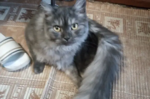 Кошки потеряшки, Новосибирск, фото: Потеряшка кот ПЫХ на Планетной, Новосибирск