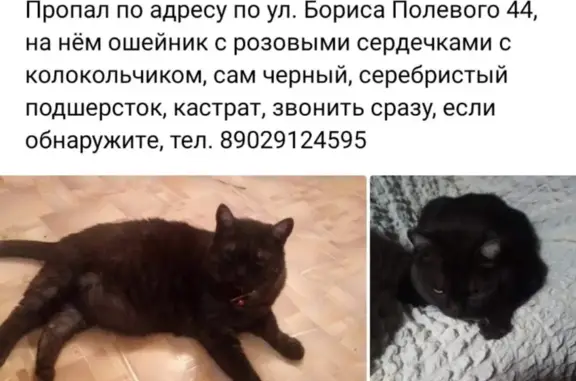 Пропала кошка Тихон на ул. Б. Полевого, 44