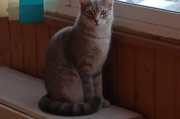 Кошки потеряшки, Набережные Челны, фото: Потеряшка кошка Клевер на пр. Чулман, Н. Челны