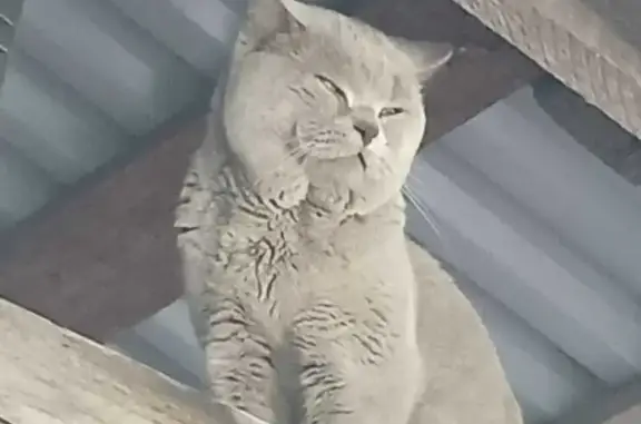 Найдена кошка на ул. Совхозная, 63А, Село Ильинка