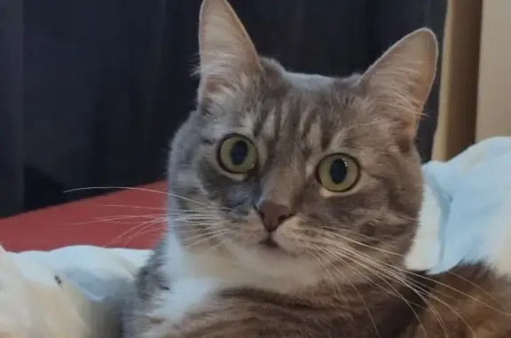 Кошки потеряшки, Санкт-Петербург, фото: Потеряшка кошка Тимофей на проспекте Народного Ополчения, 10 литБ, Санкт-Петербург