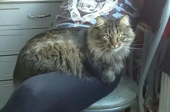 Кошки потеряшки, Санкт-Петербург, фото: Потеряшка кошка на ул. Подвойского, СПб.