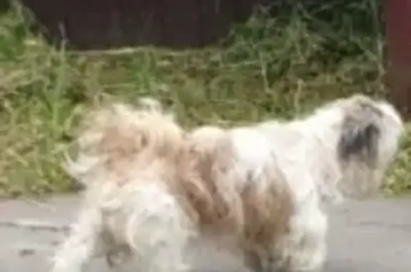Пропала собака в Лигачёво, Московская область