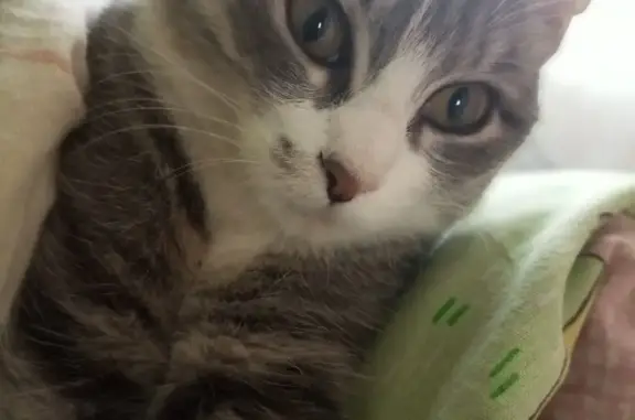 Кошки потеряшки, Ульяновск, фото: Потеряшка кошка на Сельдинском шоссе, Ульяновск