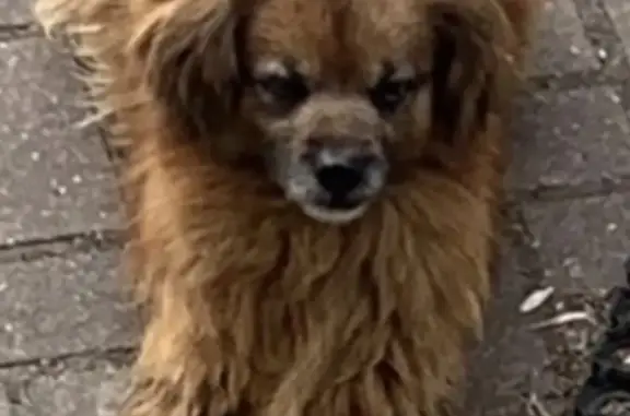 Пропала собака в Калининграде: рыжий помесь пекинеса без нижних зубов