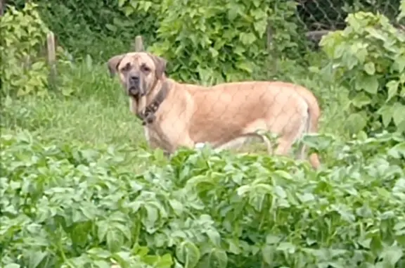 Найдена большая светло-рыжая собака в Нижегородской области