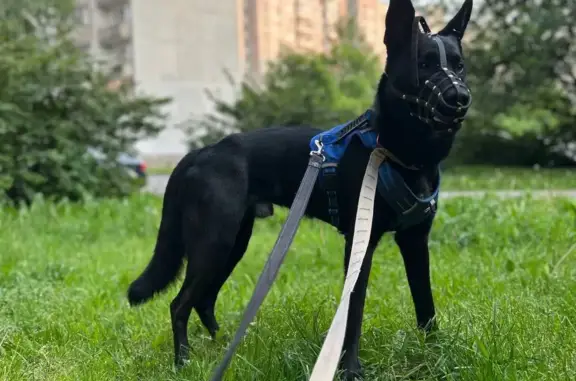 Пропала крупная собака на Богатырском проспекте
