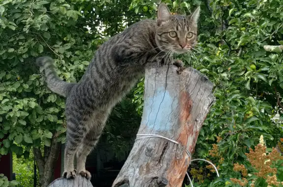 Пропала кошка Кот на проспекте Победы, Пенза