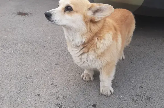 Найдена собака, Казань, фото: Найден Рыжий корги без зубов на мосту в Казани