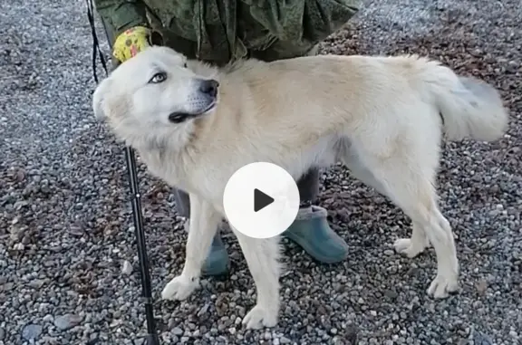 Пропала собака в Гаджиево, нужна помощь!