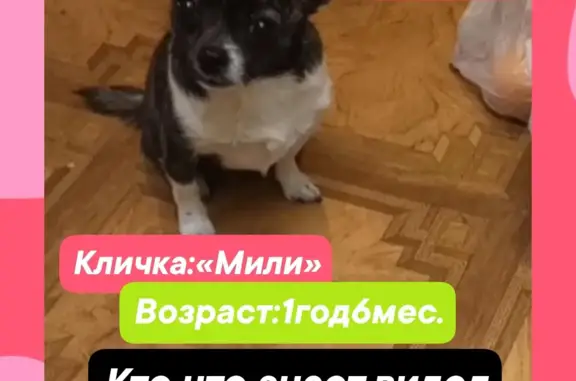 Пропала собака на 1-й Бадеевской улице, Чехов - помогите найти!
