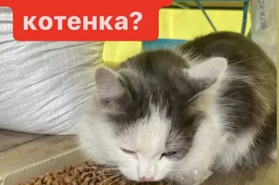 Найден котенок на Дубовой улице