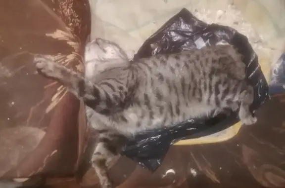 Пропала кошка Серый в Турочакском поселении, Республика Алтай