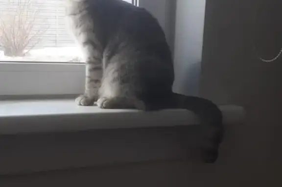 Кошки потеряшки, Новосибирск, фото: Потеряшка домашняя кошка на 2-й Прокопьевской, Новосибирск