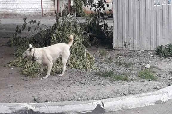 Найдена трехногая собака у ресторана Сокол, адрес: ул. М. Горького, 86, Курган